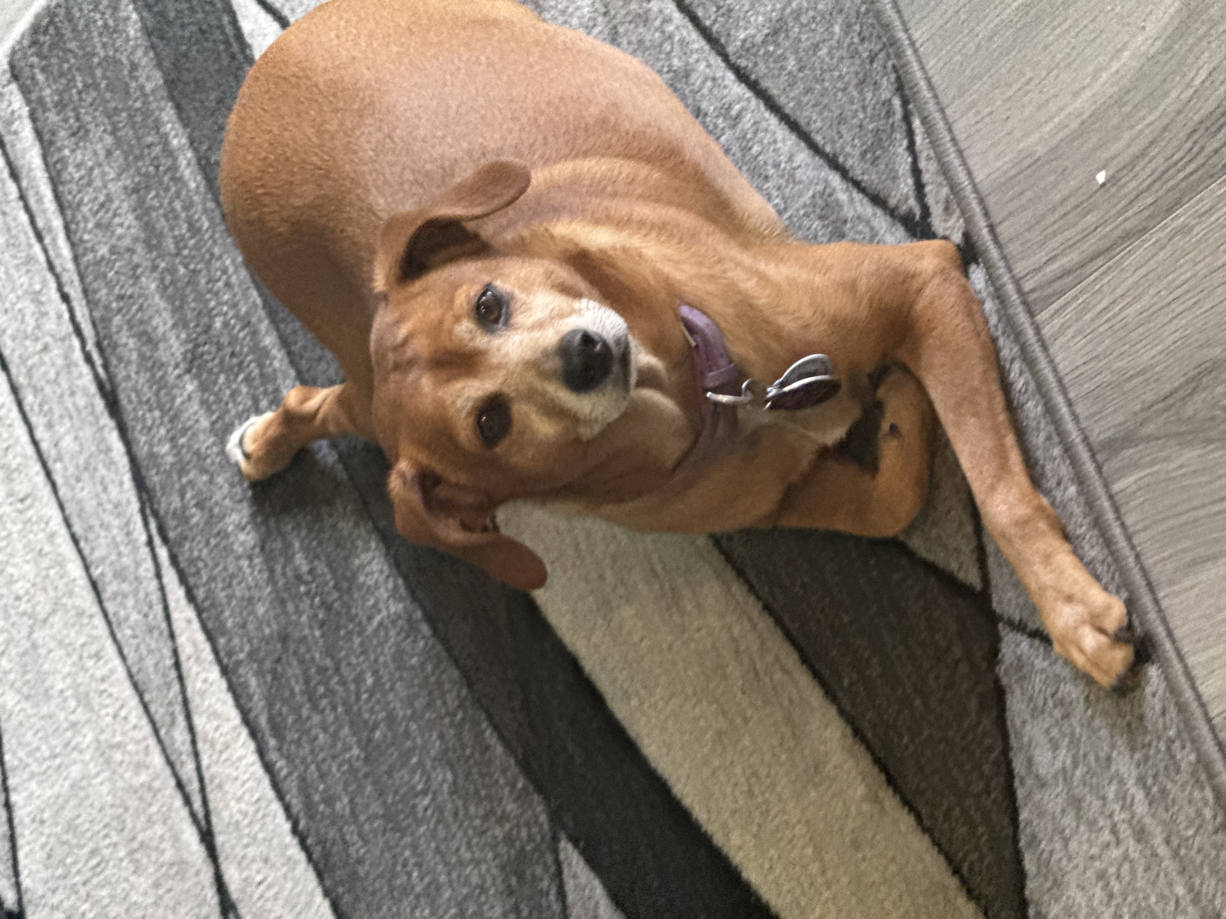 Maddie, Heather Hackett's Miniature Pinscher