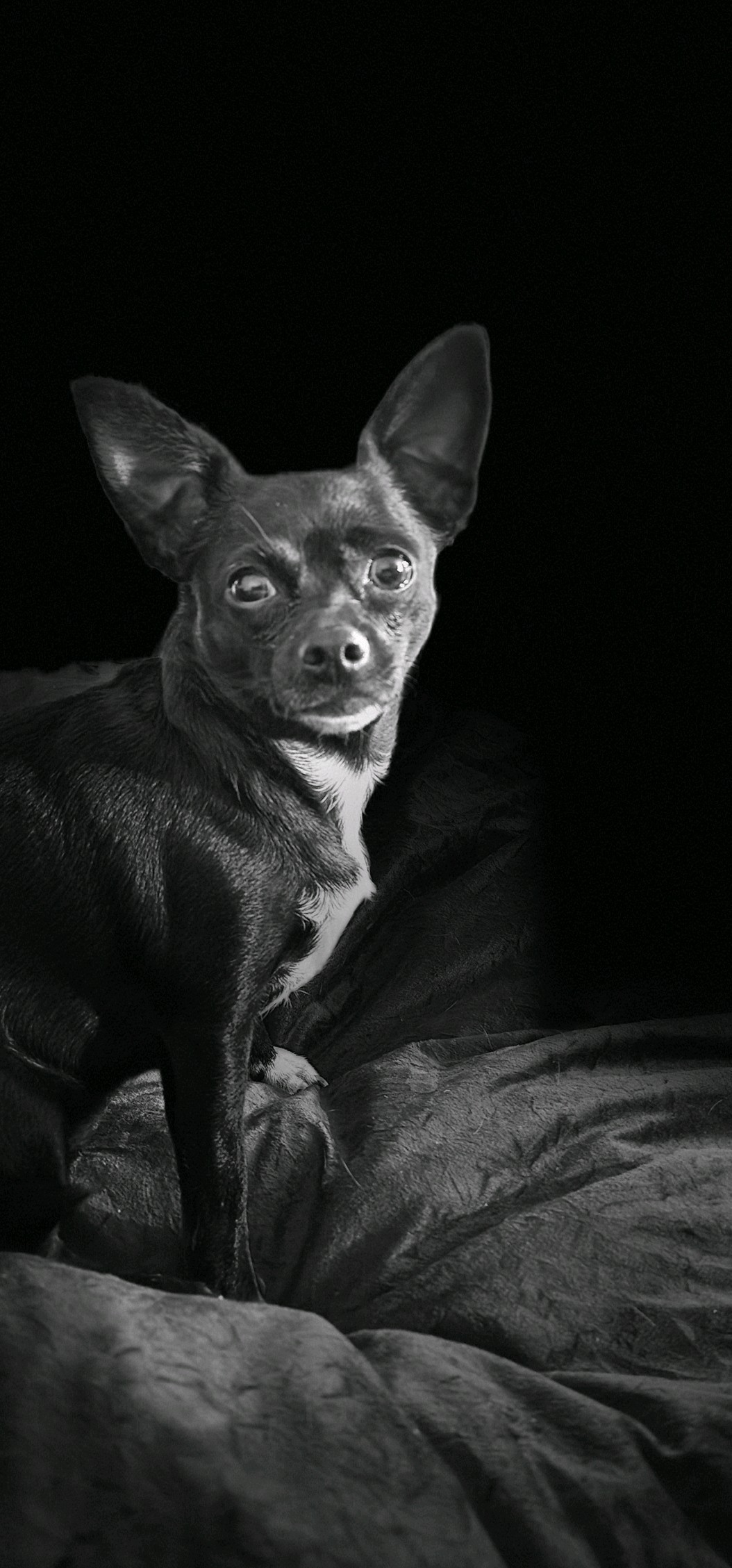 Lucy, Phil Bryan's 5-pound Chihuahua