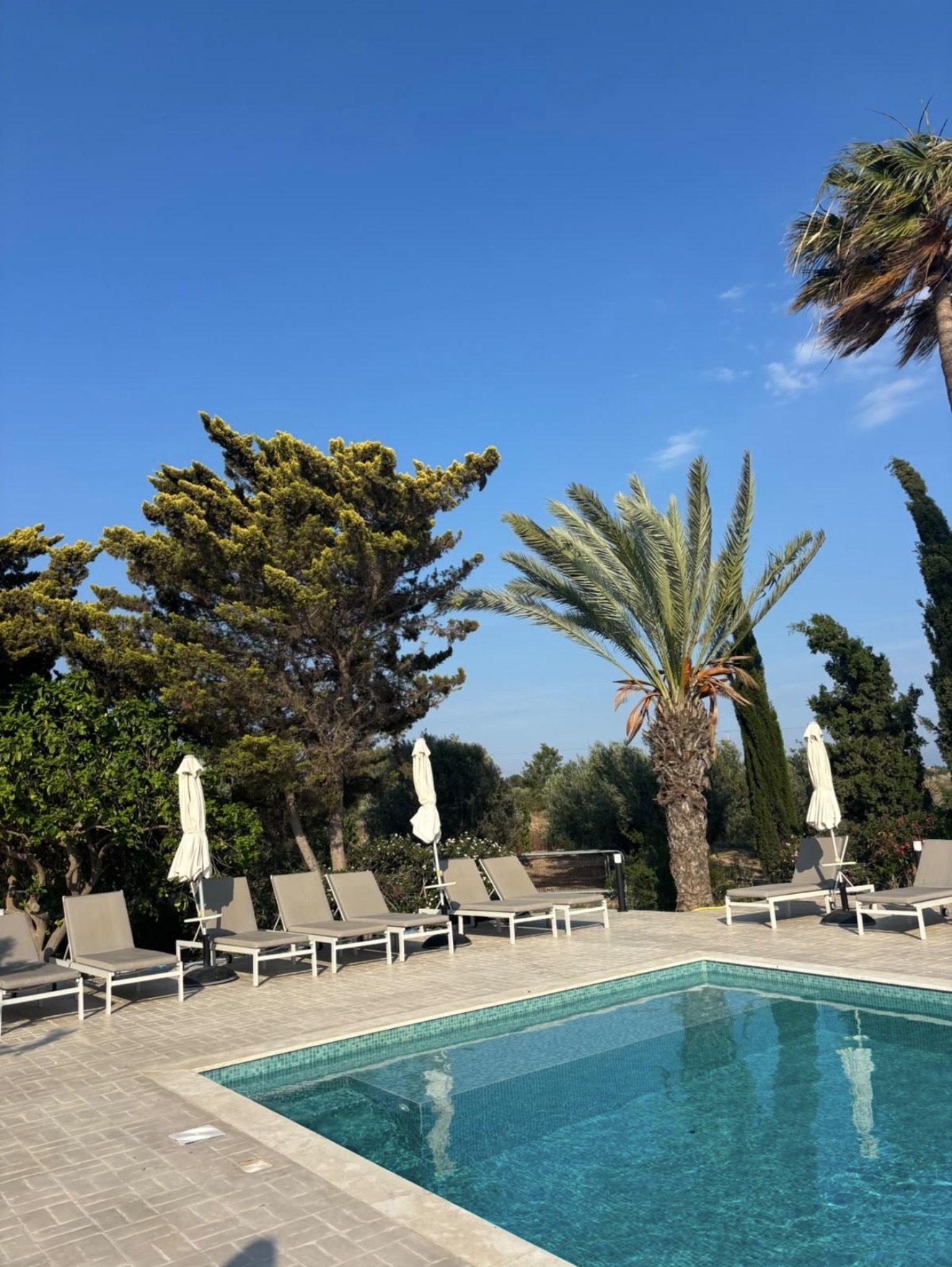 Sun loungers beside a swimming pool, with palms and other trees